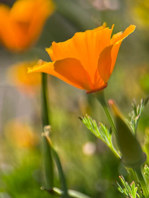 Poppy Series flower photography print available as a greeting card or sticker