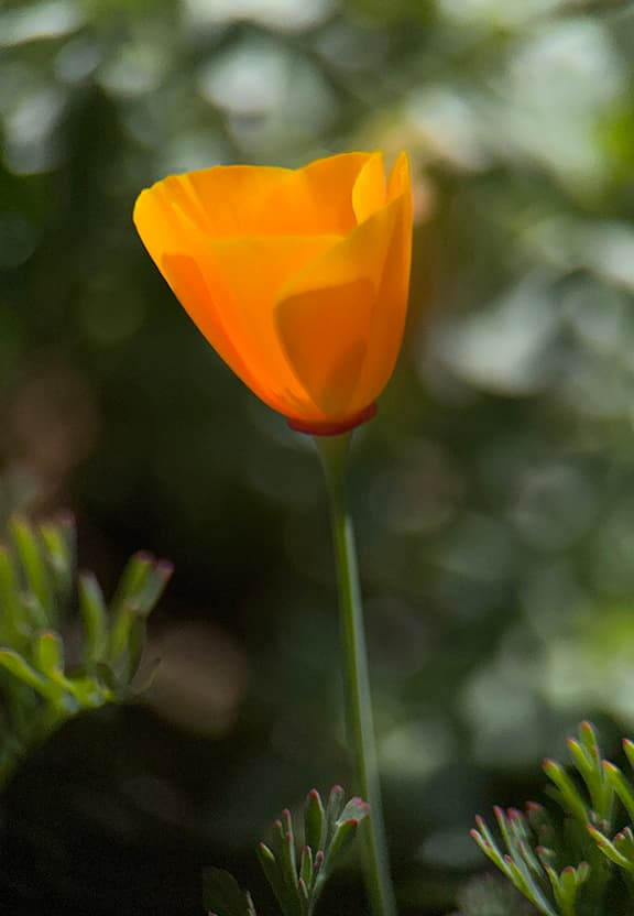 Poppy Series flower photography print available as a greeting card or sticker