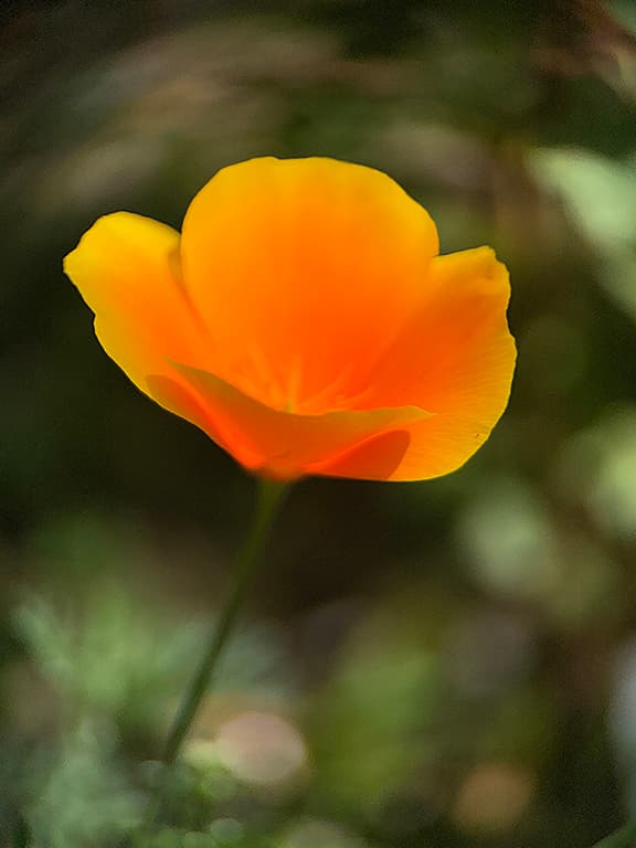 Poppy Series product image on Floragrams