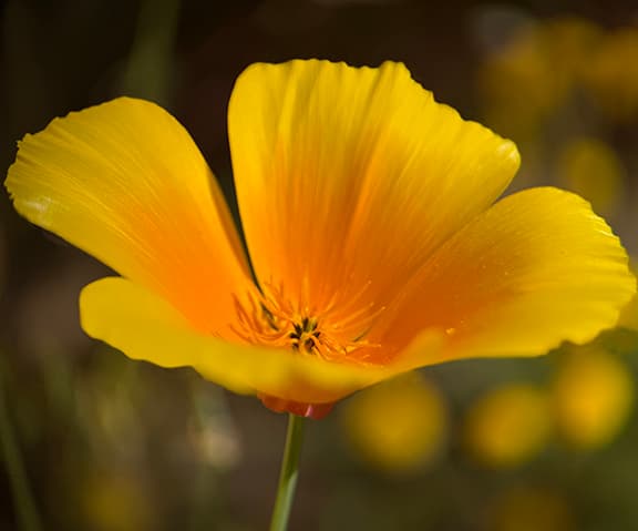 Poppy Series product image on Floragrams