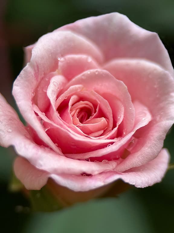 Cecile Brunner Rose