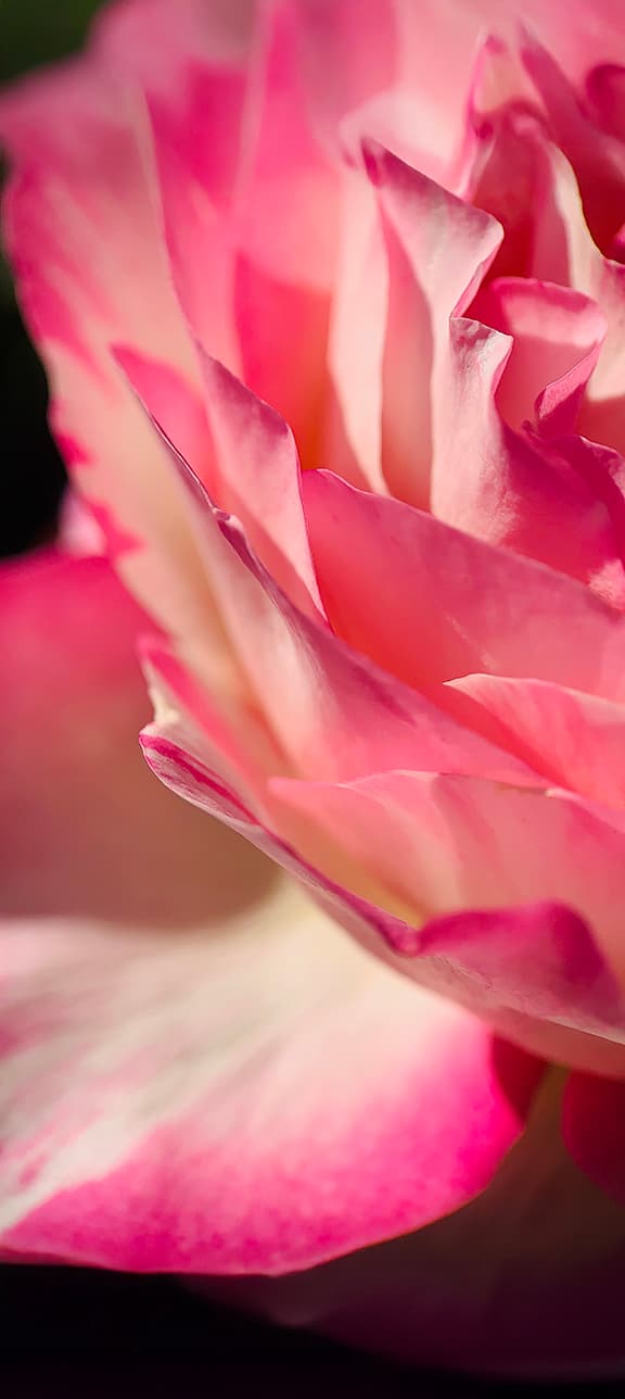 Rose Close-Up product image on Floragrams