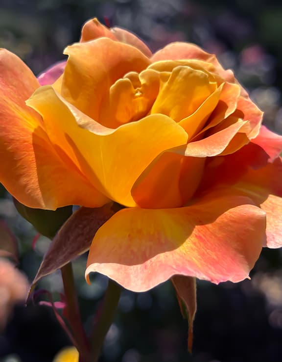 Sunset Horizon Rose flower photography print available as a greeting card or sticker