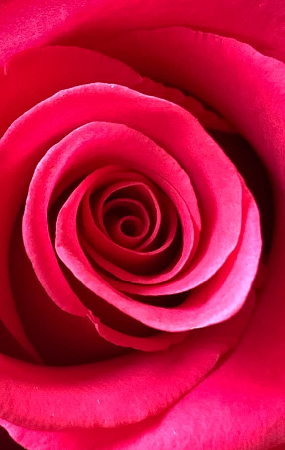 Vibrant Red Rose product image on Floragrams