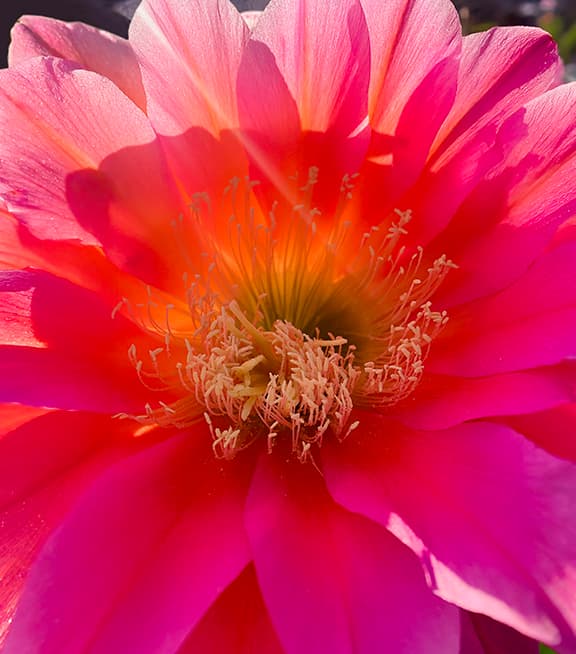 Cactus Flower flower photography print available as a greeting card or sticker