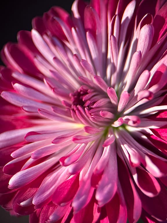 Two-Tone Chrysanthemum product image on Floragrams