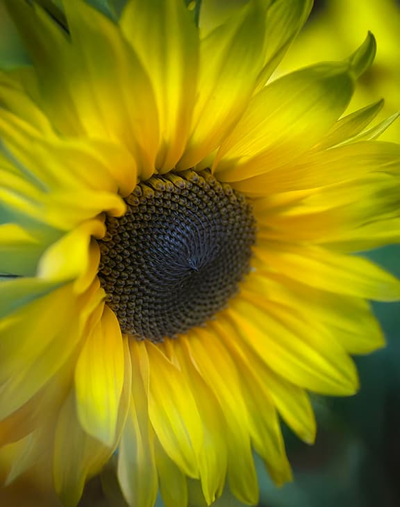 Gold Sunflower product image on Floragrams