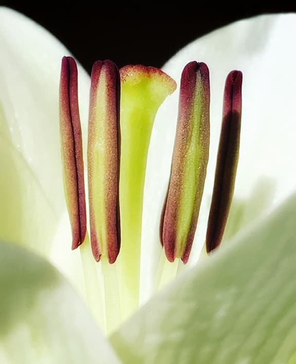 Tulip Closeup product image on Floragrams