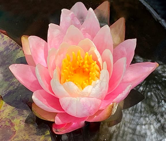 Pink Waterlily product image on Floragrams